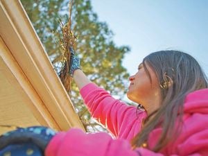 Person pulling weeds out of gutter