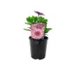 1.5L 3D Pink - Osteospermum ecklonis