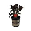2.5L Hydrangea Tuxedo Red - Hydrangea macrophylla