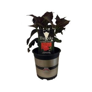 2.5L Hydrangea Tuxedo Red - Hydrangea macrophylla
