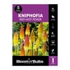 Bloomin' Bulbs Kniphofia Red Hot Poker - 1 Pack