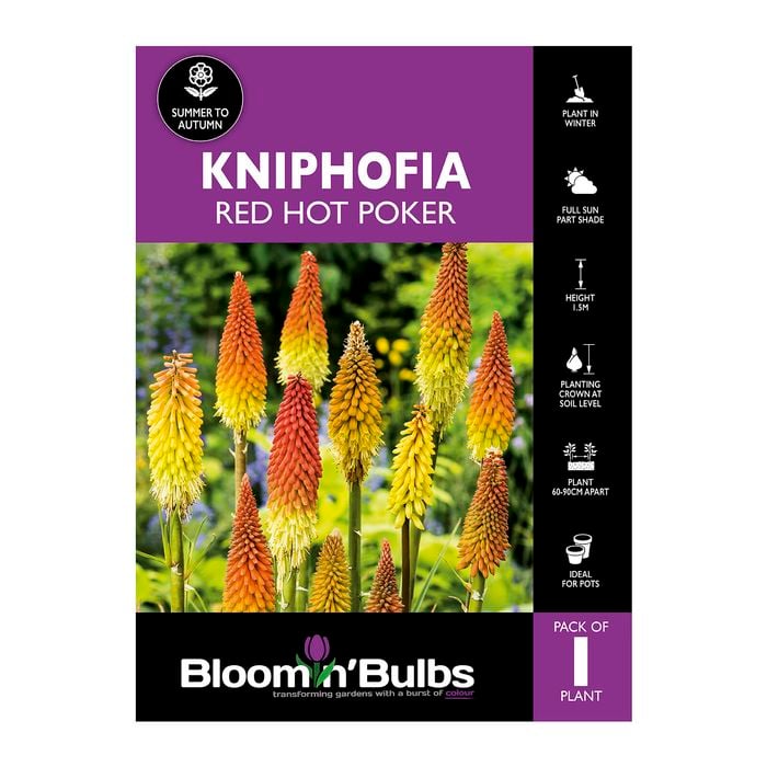 Bloomin' Bulbs Kniphofia Red Hot Poker - 1 Pack