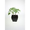 100mm Tomato Black Cherry - Solanum lycopersicum L.
