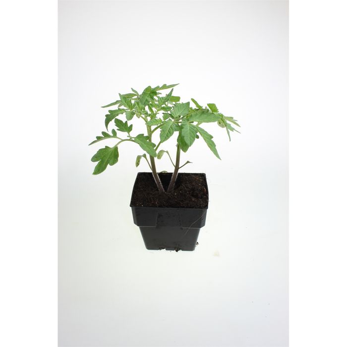 100mm Tomato Black Cherry - Solanum lycopersicum L.