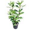 4L Pseudopanax Trident - Pseudopanax lessonii