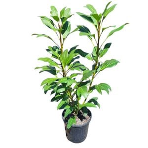 4L Pseudopanax Trident - Pseudopanax lessonii