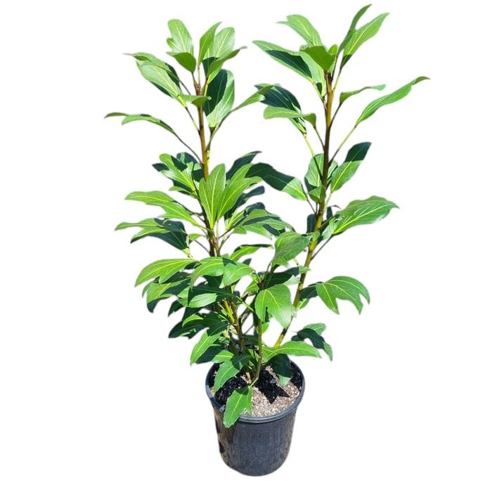 4L Pseudopanax Trident - Pseudopanax lessonii