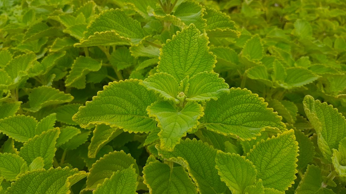 Close-up of bush basil