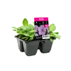 4 Cell Petunia Crazy Pink Pearl - Petunia hybrida