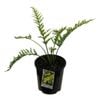 2.5L Hen And Chicken Fern - Asplenium bulbiferum
