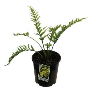 2.5L Hen And Chicken Fern - Asplenium bulbiferum