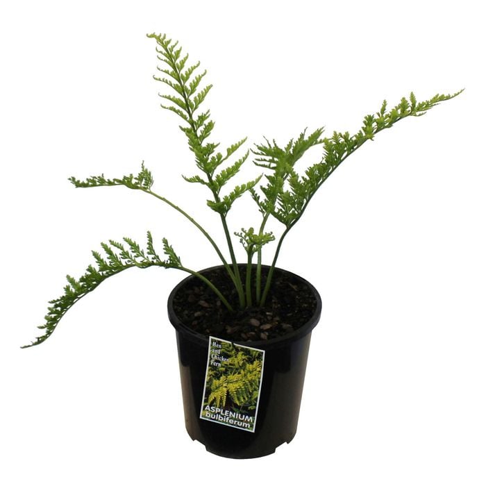 2.5L Hen And Chicken Fern - Asplenium bulbiferum