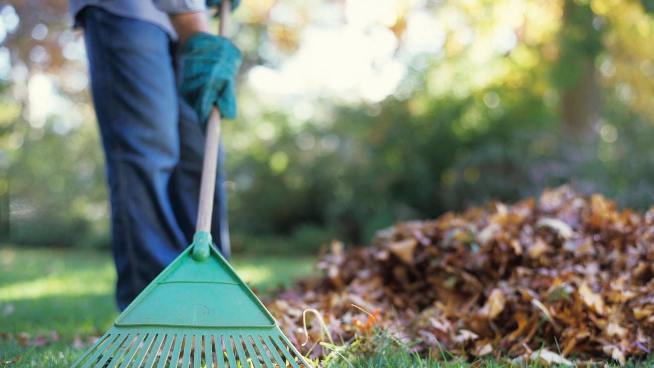 A person raking leaves into a pile on an area of grass