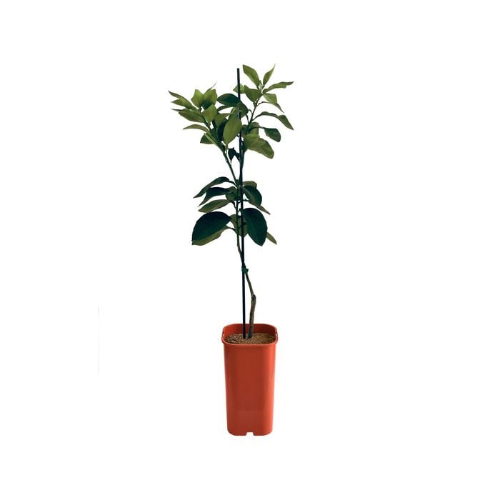4L Grapefruit Rio Red Dwarf Grafted -  Citrus Paradisi