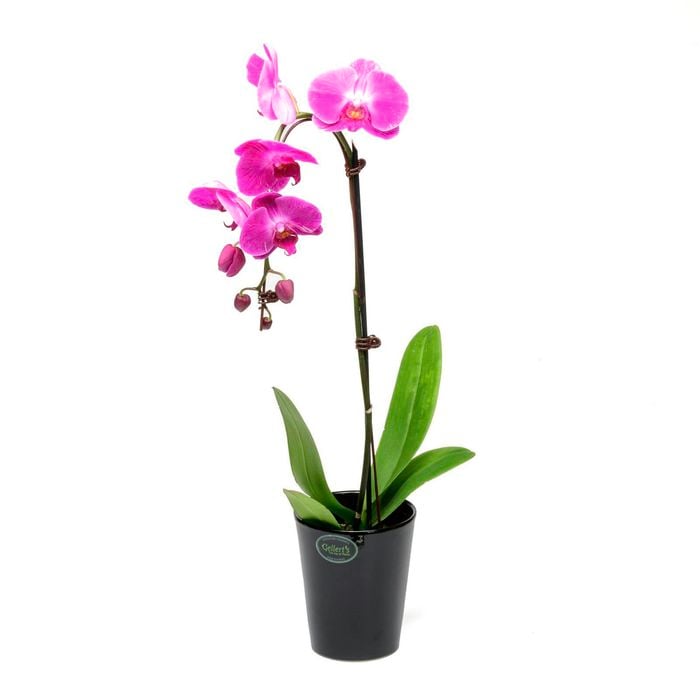 120mm Orchid Waterfall - Phalaenopsis