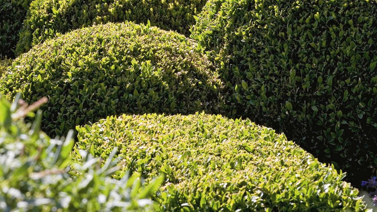‘Buxus’ clipped into rounded headges