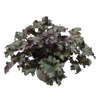 2.4L Heuchera Dark Secret - Heuchera hybrid