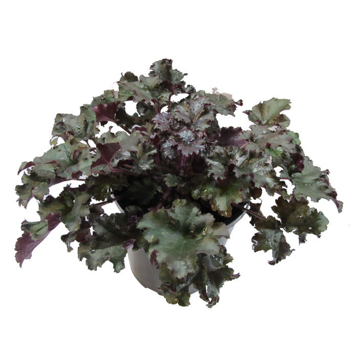 2.4L Heuchera Dark Secret - Heuchera hybrid