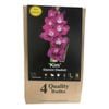 Yarra Valley Bulbs Gladioli Kim - 4 Pack