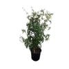 2L Fragrant Jasmine - Jasminium polyanthum