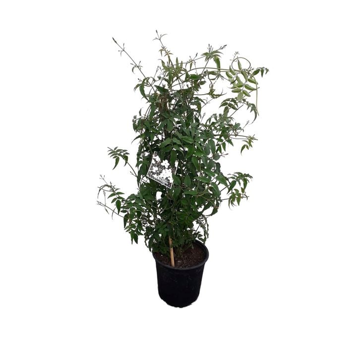 2L Fragrant Jasmine - Jasminium polyanthum