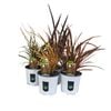 130mm Flax - Phormium