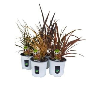 130mm Flax - Phormium