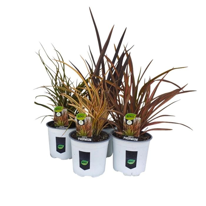 130mm Flax - Phormium