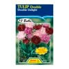Tulip Double Delight - 10 Bulbs