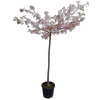 30L Top Worked Flowering Cherry - Prunus x yedoensis Awanui
