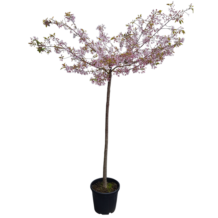 30L Top Worked Flowering Cherry - Prunus x yedoensis Awanui