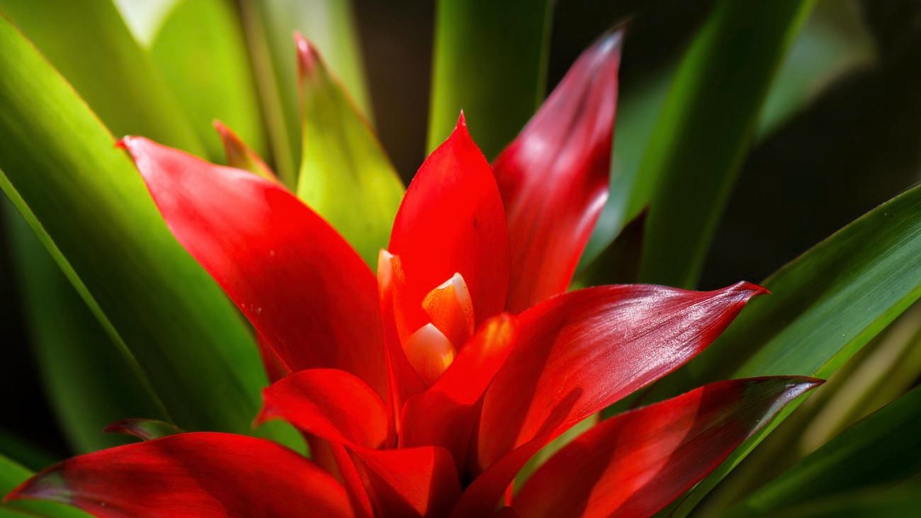 Close up of a red flowering bromeliad plant.