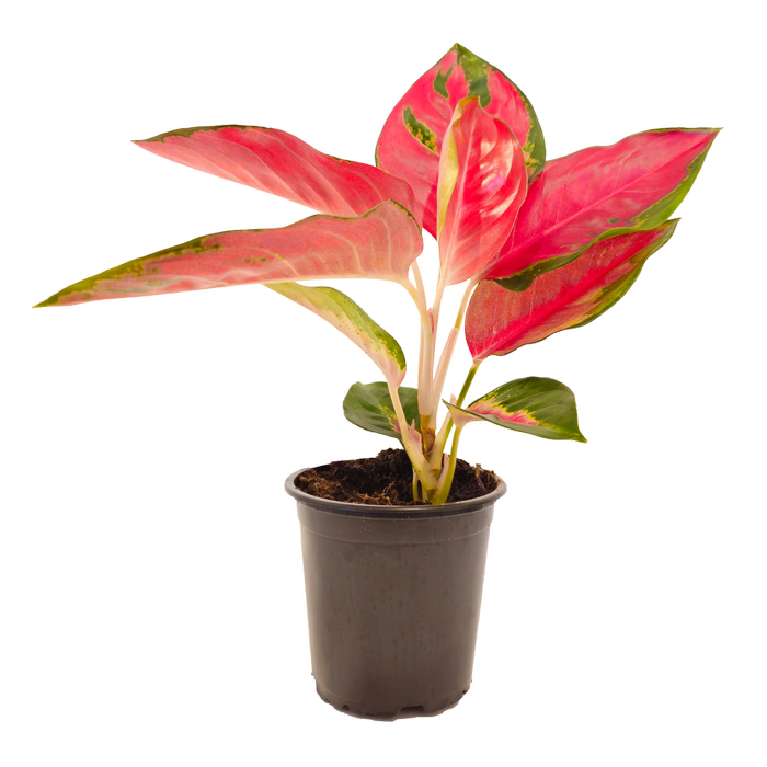 120mm Chinese Evergreen - Aglaonema Thailand Red