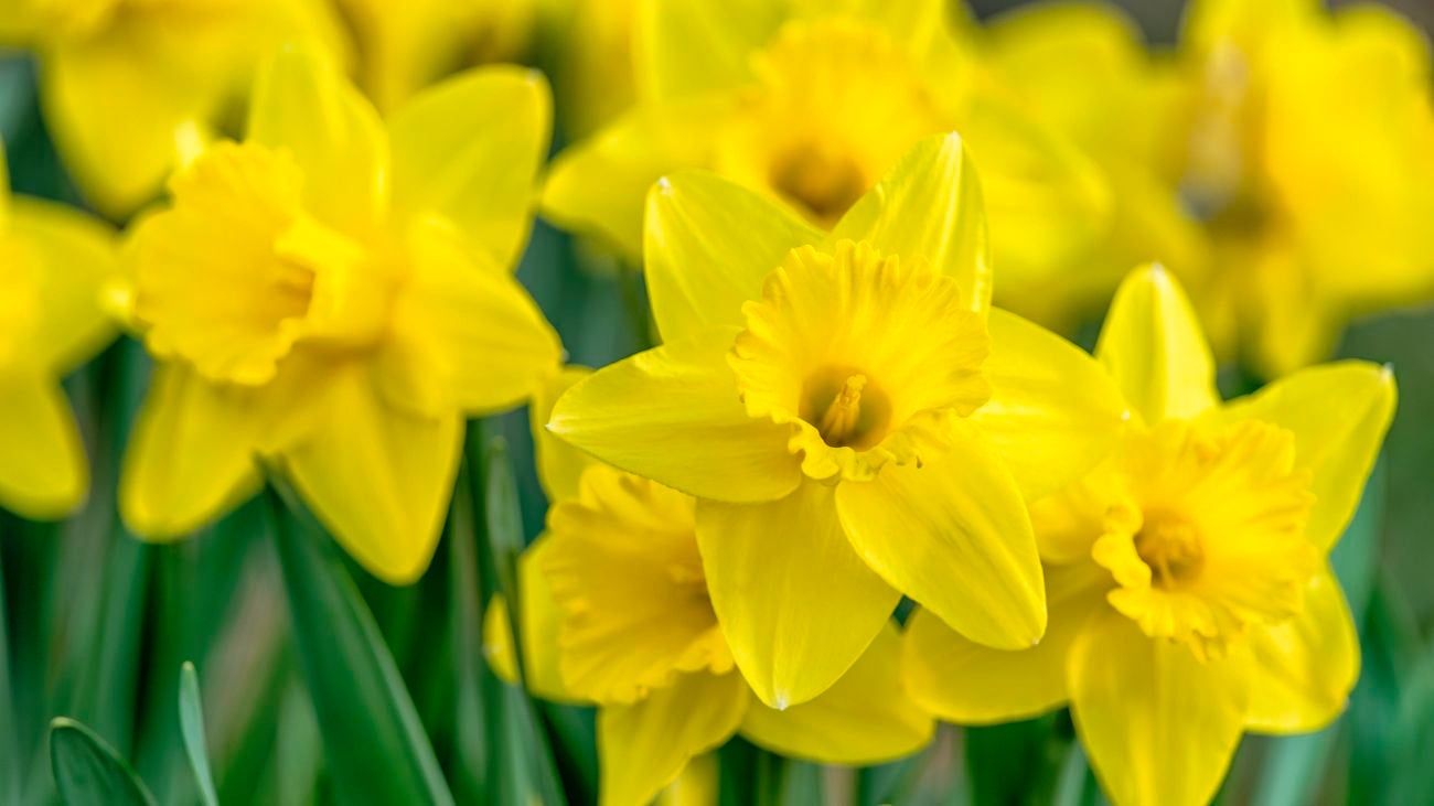 Yellow daffodil flowers