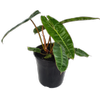 125mm Philidor, Billie - Philodendron billietiae