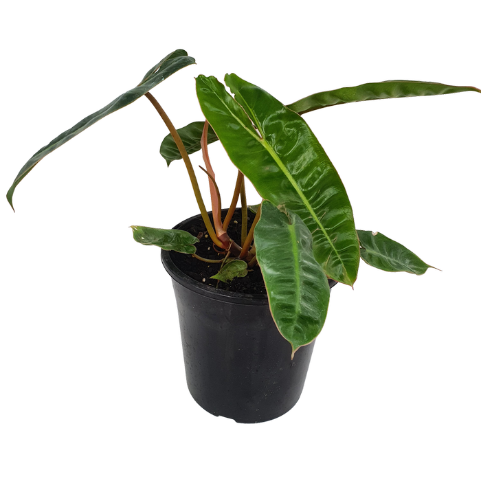 125mm Philidor, Billie - Philodendron billietiae