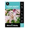 Bloomin' Bulbs - Lilium Asiatic Rosellas Dream 1 Pack
