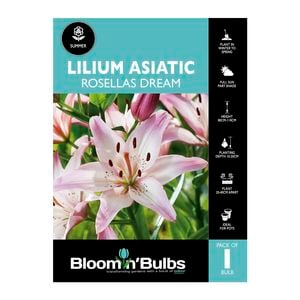 Bloomin' Bulbs - Lilium Asiatic Rosellas Dream 1 Pack