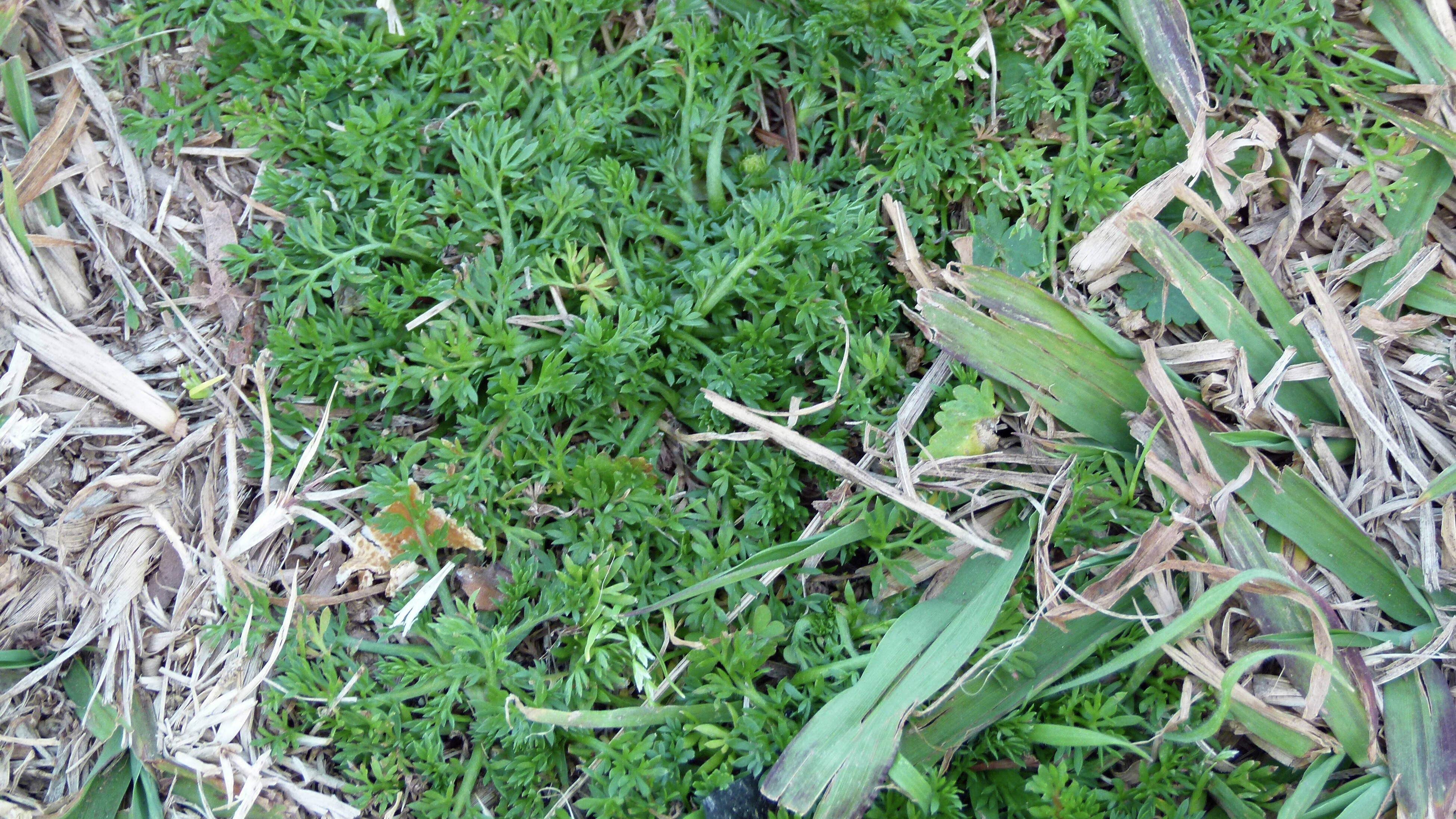 Bindi weed discount