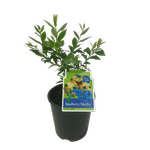 1.9L Bueberry Muffin TM - Vaccinium corymbosum HortBlue Petite PVR - Incredible Edibles Range