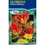Fiesta Flower Bulbs Gloriosa Climbing Lily