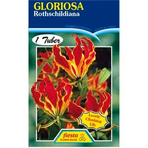Fiesta Flower Bulbs Gloriosa Climbing Lily