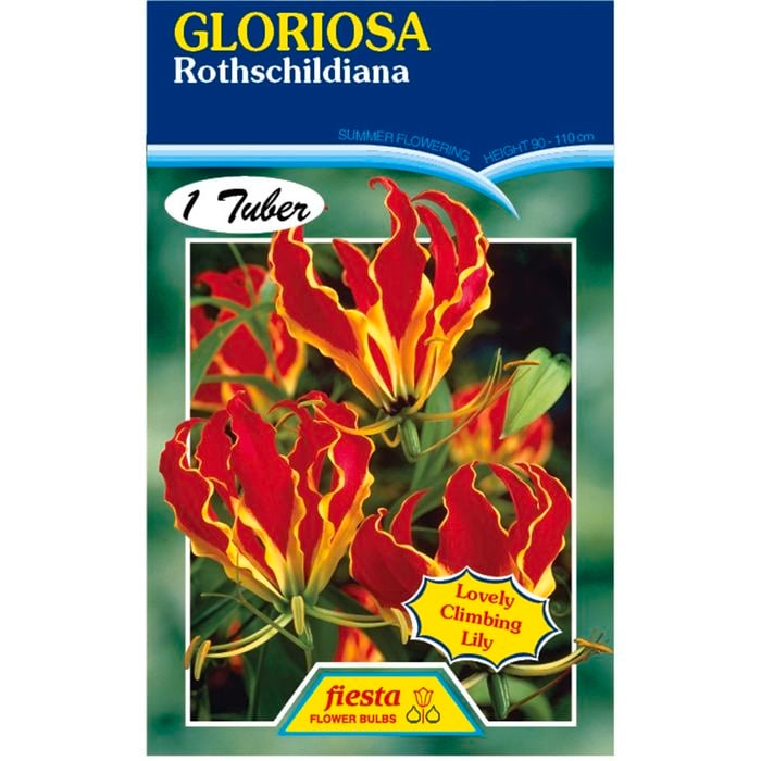 Fiesta Flower Bulbs Gloriosa Climbing Lily