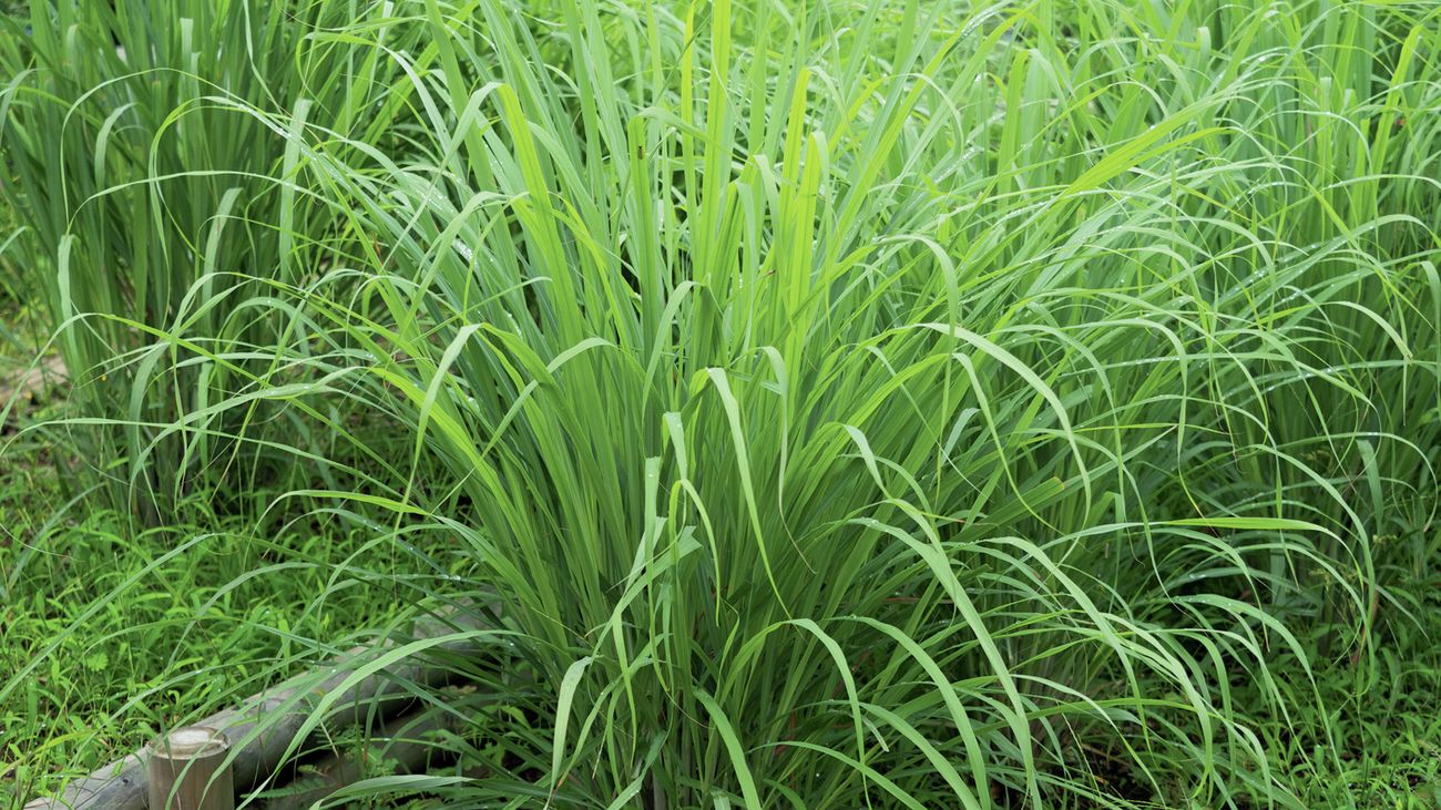 Lemongrass plant with tall, grassy green leaves.