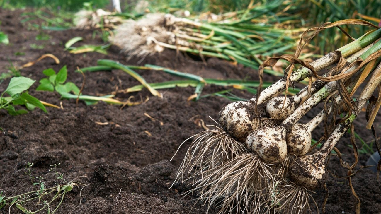 Harvested garlic from a garden bed