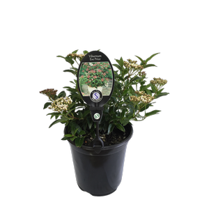 3.5L Viburnum Tinus Eve Price - Viburnum laurustinus