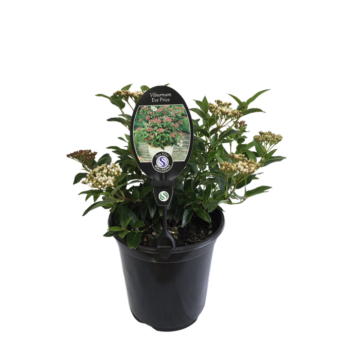 3.5L Viburnum Tinus Eve Price - Viburnum laurustinus
