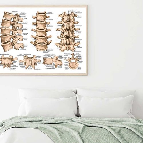 lumbar Spine Structure Human Body Print 100% Australian Made 90x60cm ...