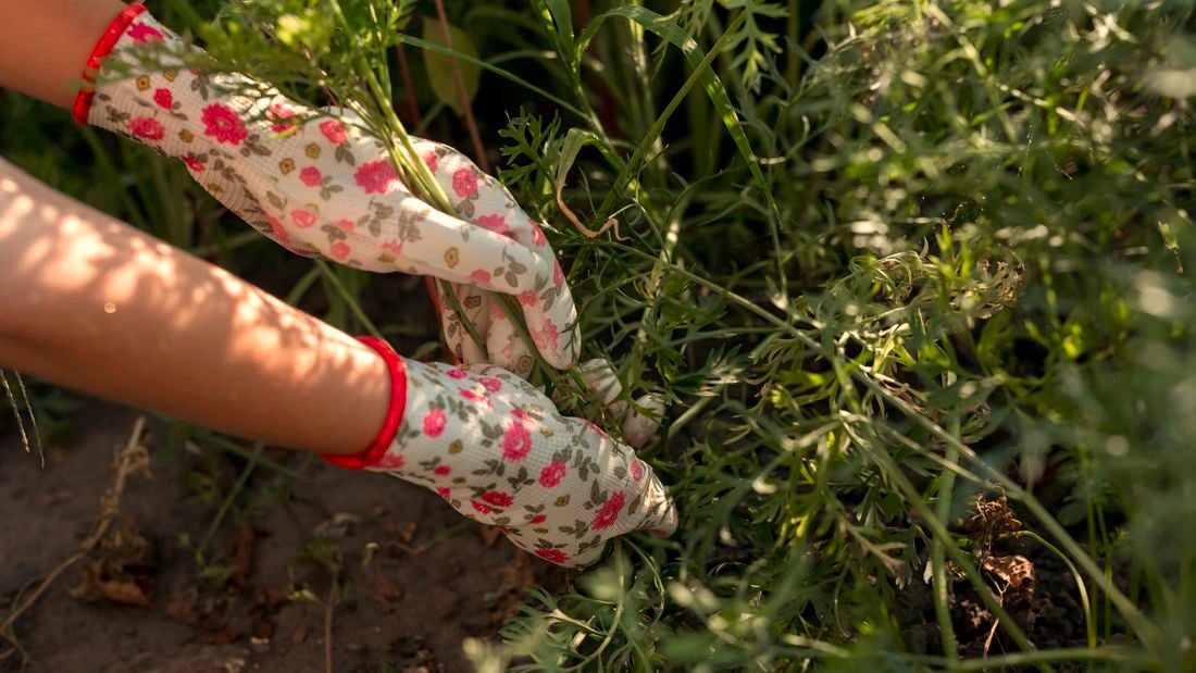 Image of gloved hands pulling out tall green weeds