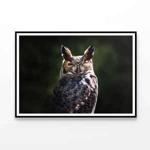 South American Horned Owl  Print 100% Australian Made 120x90cm  (Poster)